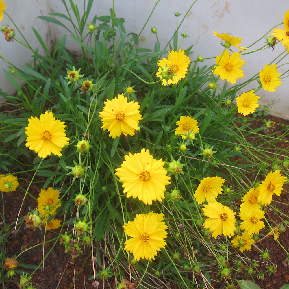 Lance-leaf Coreopsis